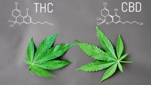 CBD legal cannabis medical virtues: anti-inflammatory, analgesic, anxiolytic, etc. CBD and THC formula. Thematic photos of hemp and green ganja